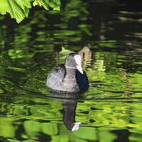 Buy canvas prints of Coot on a river of green  by Ian Duffield