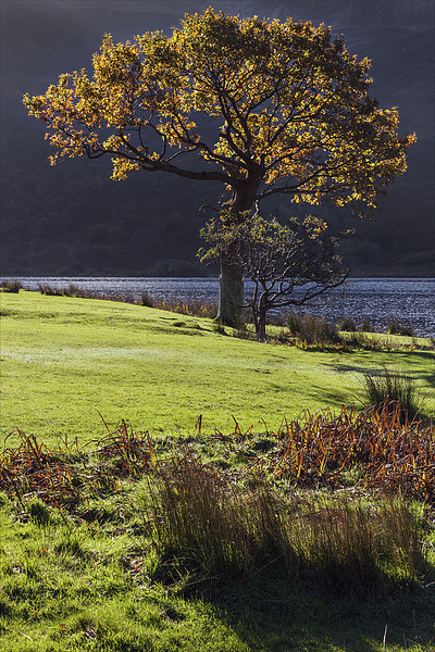  Backlit tree at Crummock Water Picture Board by Ian Duffield