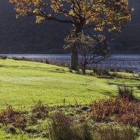 Buy canvas prints of  Backlit tree at Crummock Water by Ian Duffield