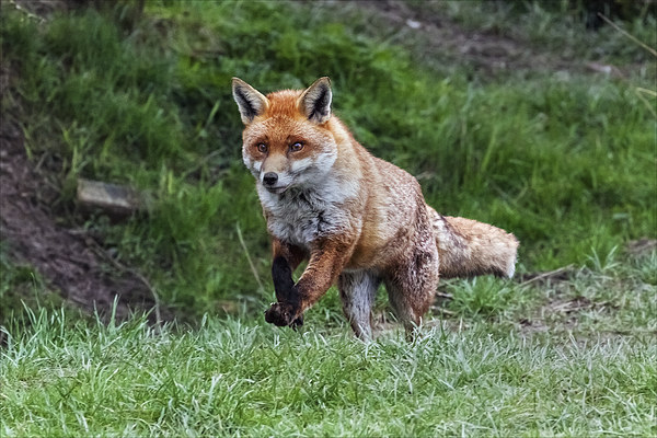  Fox on the run Picture Board by Ian Duffield