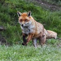 Buy canvas prints of  Fox on the run by Ian Duffield