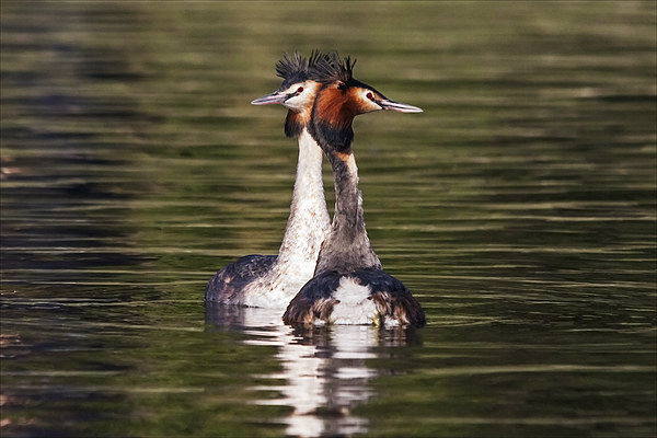  Great Crested Grebe courtship display Picture Board by Ian Duffield