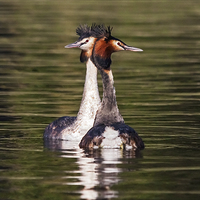 Buy canvas prints of  Great Crested Grebe courtship display by Ian Duffield