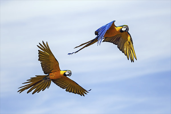  Colourful macaws in flight Picture Board by Ian Duffield