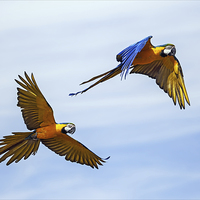 Buy canvas prints of  Colourful macaws in flight by Ian Duffield