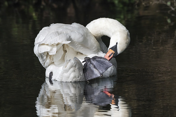  Mute Swan preening itself and reflected in water Picture Board by Ian Duffield