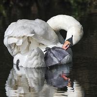 Buy canvas prints of  Mute Swan preening itself and reflected in water by Ian Duffield