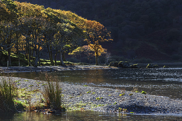  Backlit trees at Crummock Water Picture Board by Ian Duffield