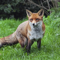 Buy canvas prints of  Wary red fox by Ian Duffield