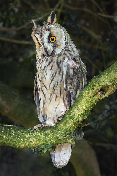  Long-Eared Owl Picture Board by Ian Duffield