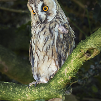 Buy canvas prints of  Long-Eared Owl by Ian Duffield