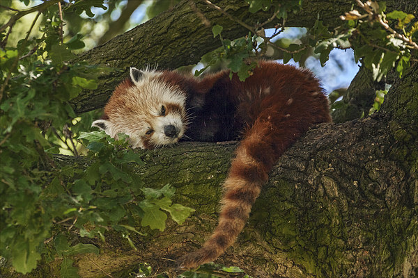  Red Panda at rest Picture Board by Ian Duffield