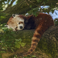 Buy canvas prints of  Red Panda at rest by Ian Duffield