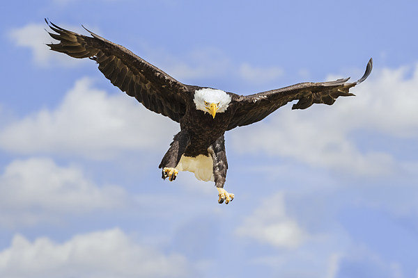  Bald Eagle Landing Picture Board by Ian Duffield