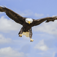 Buy canvas prints of  Bald Eagle Landing by Ian Duffield