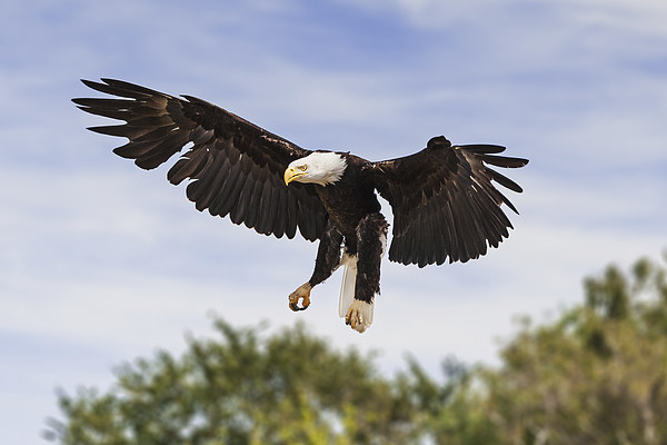 Bald Eagle Landing  Picture Board by Ian Duffield