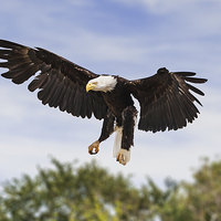 Buy canvas prints of Bald Eagle Landing  by Ian Duffield