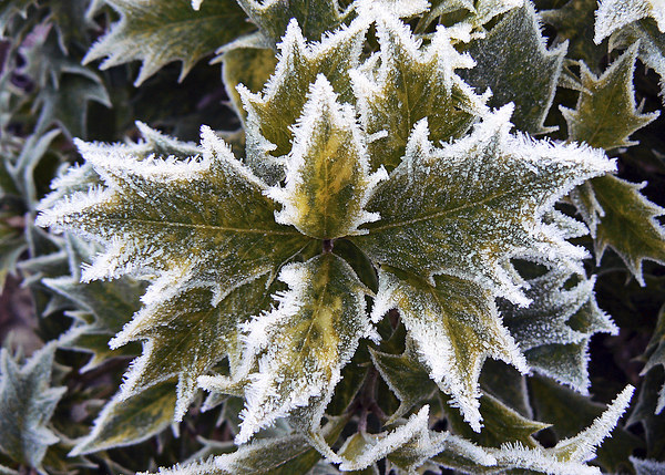  Frosted Holly Leaves Picture Board by Ian Duffield