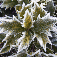 Buy canvas prints of  Frosted Holly Leaves by Ian Duffield