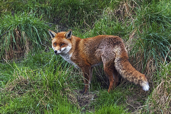  Wary Fox Picture Board by Ian Duffield