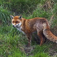 Buy canvas prints of  Wary Fox by Ian Duffield