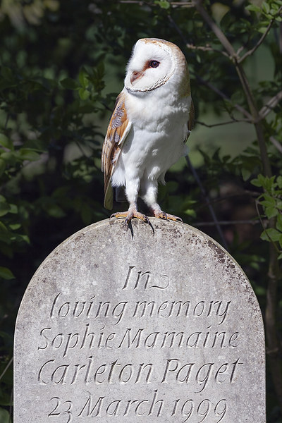 Barn Owl on Headstone  Picture Board by Ian Duffield