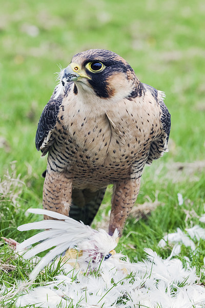  Barbary Falcon enjoying a Quail lunch Picture Board by Ian Duffield