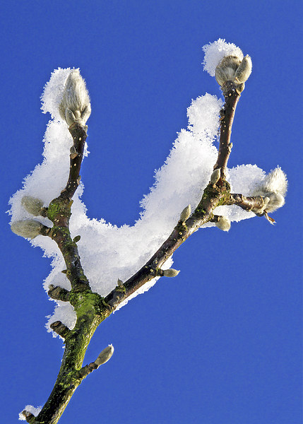  Buds and snow Picture Board by Ian Duffield