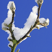 Buy canvas prints of  Buds and snow by Ian Duffield