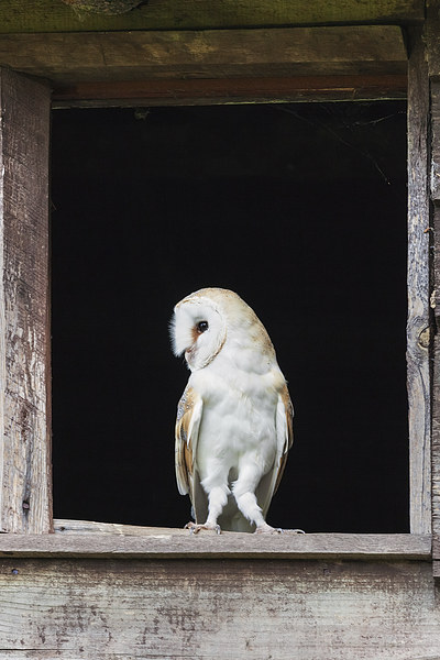 Barn Owl in barn window  Picture Board by Ian Duffield
