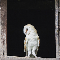 Buy canvas prints of Barn Owl in barn window  by Ian Duffield
