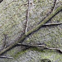 Buy canvas prints of  Creeper root on tree trunk by Ian Duffield
