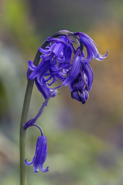  Beautiful bluebell standing proud Picture Board by Ian Duffield