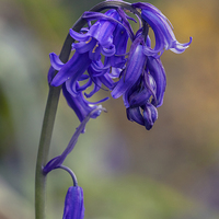 Buy canvas prints of  Beautiful bluebell standing proud by Ian Duffield