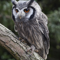 Buy canvas prints of  White-faced owl by Ian Duffield