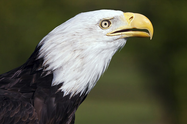  Bald Eagle Profile Picture Board by Ian Duffield