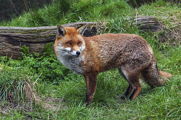  Fox in the Countryside Picture Board by Ian Duffield