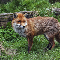 Buy canvas prints of  Fox in the Countryside by Ian Duffield