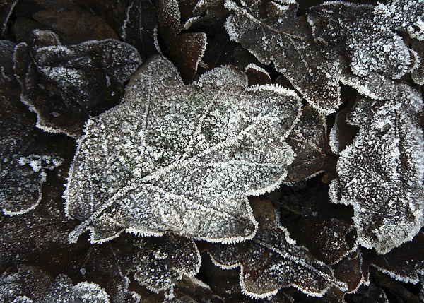  Frosted Oak Leaves Picture Board by Ian Duffield