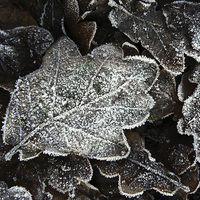 Buy canvas prints of  Frosted Oak Leaves by Ian Duffield