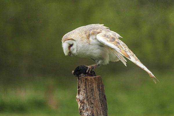  Barn owl contemplates lunch Picture Board by Ian Duffield