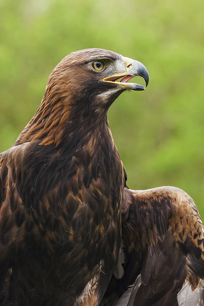  Golden eagle portrait Picture Board by Ian Duffield