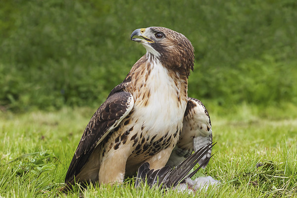  Red-tailed hawk with pigeon Picture Board by Ian Duffield