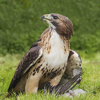 Buy canvas prints of  Red-tailed hawk with pigeon by Ian Duffield