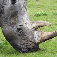 Buy canvas prints of  White rhinoceros head and shoulders by Ian Duffield