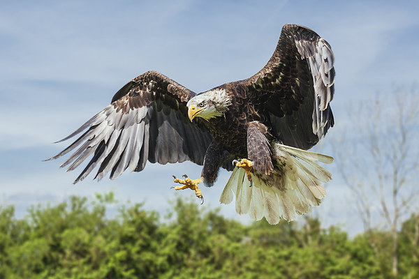  Bald Eagle coming down. Picture Board by Ian Duffield
