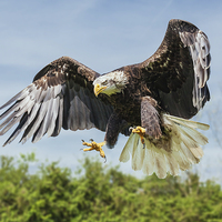 Buy canvas prints of  Bald Eagle coming down. by Ian Duffield