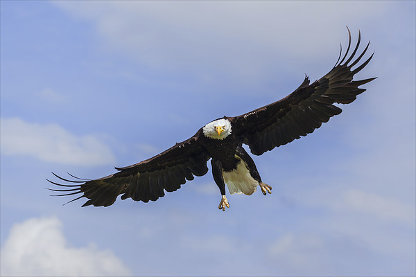  Bald eagle in flight. Picture Board by Ian Duffield