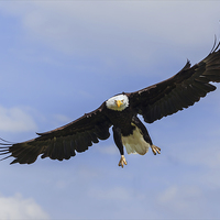 Buy canvas prints of  Bald eagle in flight. by Ian Duffield