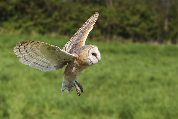 Barn owl flying by  Picture Board by Ian Duffield